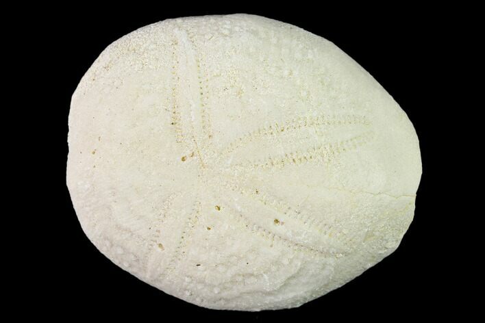 Fossil Sea Urchin (Eupatagus) - Florida #136078
